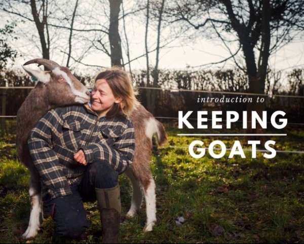 keeping goats2